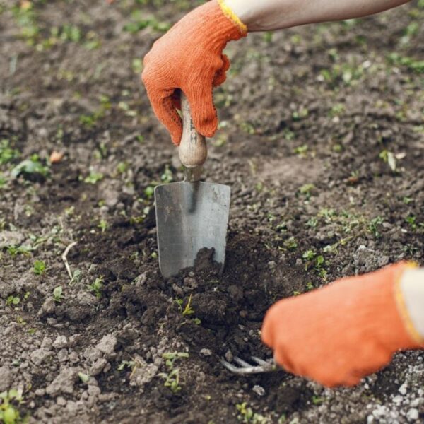 Big Transplanting Trowel