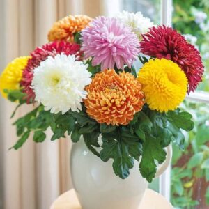 Chrysanthemum Mix