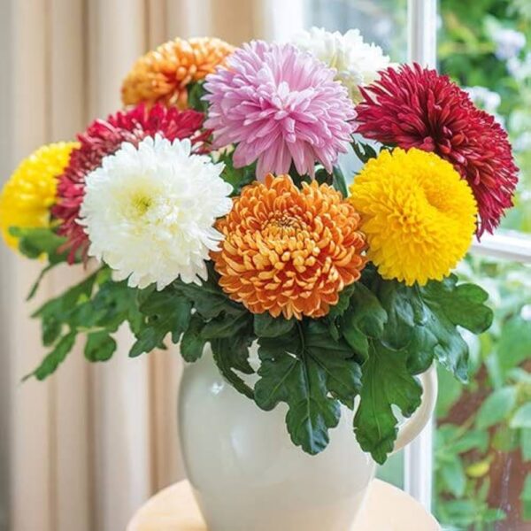 Chrysanthemum Mix