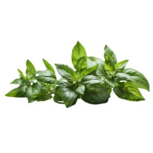 Basil (Lemon)