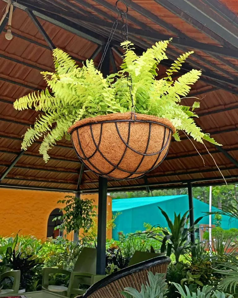 Coir Hanging pot