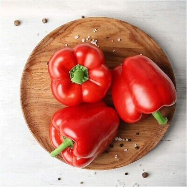 Capsicum Red F1 Hybrid