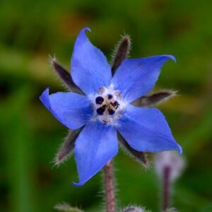 Borage