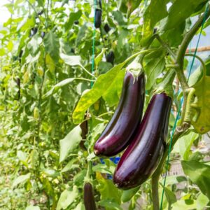 Brinjal Purple Long