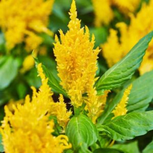 Celosia