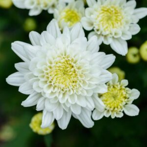 Chrysanthemum (White)