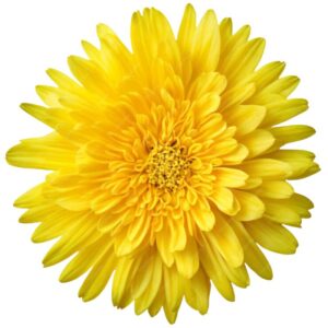 Chrysanthemum (Yellow)