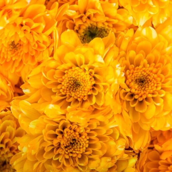 Chrysanthemum (Yellow)