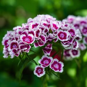 Dianthus