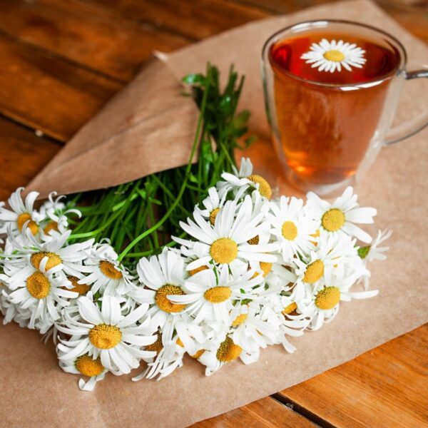 German Chamomile