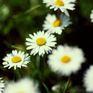 German Chamomile