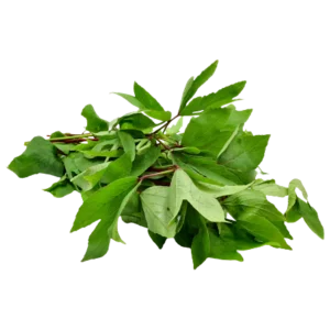 Green Gongura