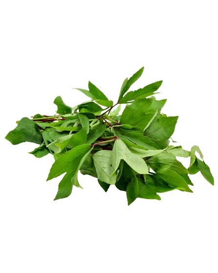 Green Gongura