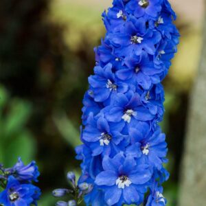 Larkspur