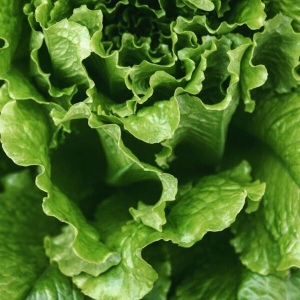 Lettuce Grand Rapid