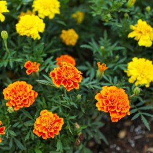 Marigold (French Dwarf)