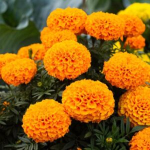 Marigold (Orange)