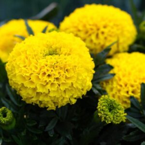 Marigold (Yellow)