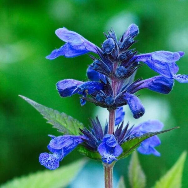 Salvia (Blue)