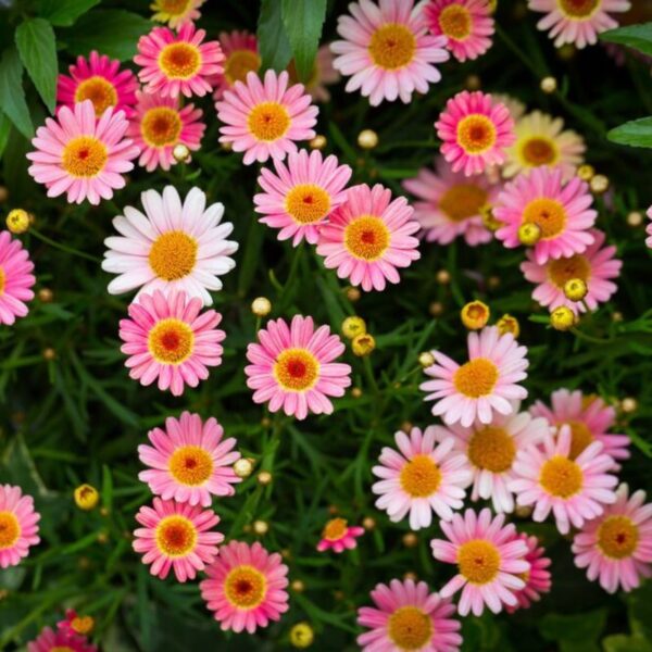 Zinnia Pink