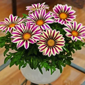 Gazania