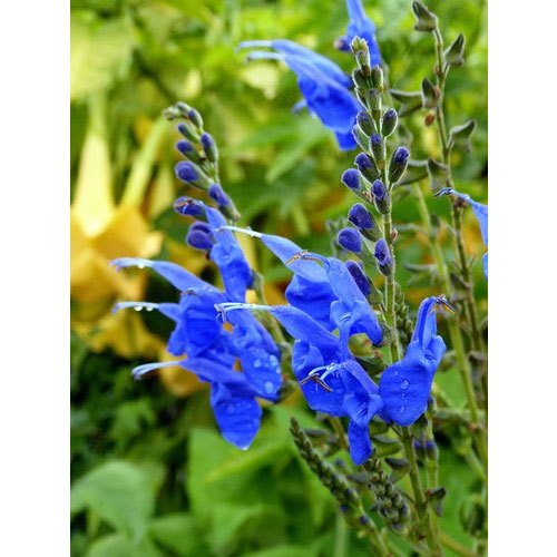 Salvia (Blue)